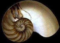 image of nautilus