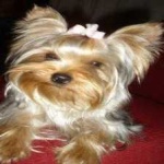 image of animal