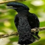 image of bird