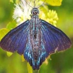 image of animal