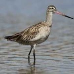 image of bar_tailed_godwit #14