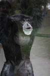 image of siamang