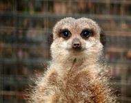 image of meerkat #21