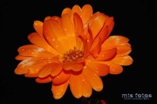 image of flower
