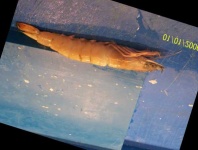 image of fish