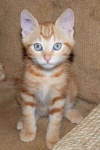 image of tabby