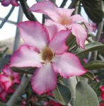 image of flower
