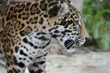 image of jaguar_car
