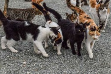image of feral_cats