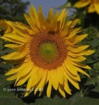 image of flower