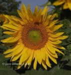 image of sunflower #15