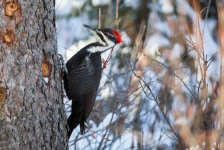 image of woodpecker #19