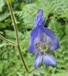 image of flower