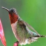 image of bird