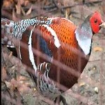 image of bird
