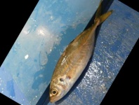 image of fish