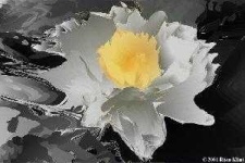 image of lotus
