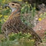 image of black_francolin #20