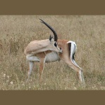image of gazelle