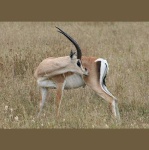 image of gazelle #23