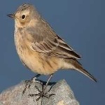 image of american_pipit #12