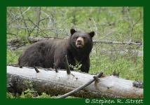 image of american_black_bear