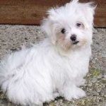 image of animal