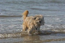 image of tibetan_terrier #16