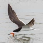 image of bird