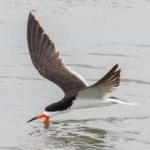 image of black_skimmer #2