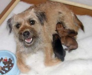 image of border_terrier