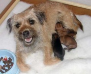 image of border_terrier #2