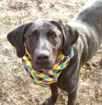 image of labrador_retriever