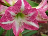 image of flower