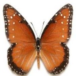 image of animal