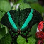 image of banded_butterfly #48