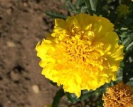 image of flower