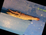 image of fish