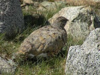 image of ptarmigan