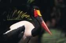 image of black_stork