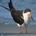 image of bird
