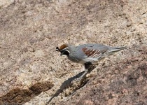 image of quail #17