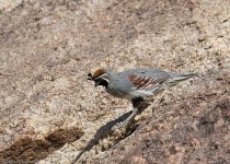 image of quail