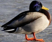 image of drake