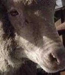 image of animal