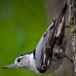 image of bird