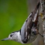 image of crested_nuthatch #16