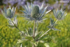 image of alpine_sea_holly #10