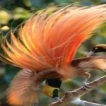 image of bird