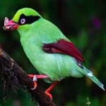 image of bird